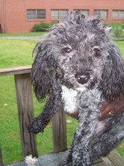 Small Female,  Toy Poodle For Rehoming