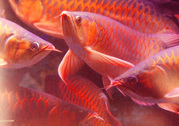 Top Quality Asian red arowana and others for sale